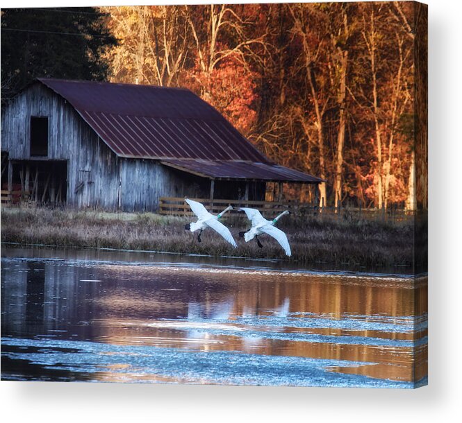 Trumpeter Swans Acrylic Print featuring the photograph Landing Trumpeter Swans Boxley Mill Pond by Michael Dougherty
