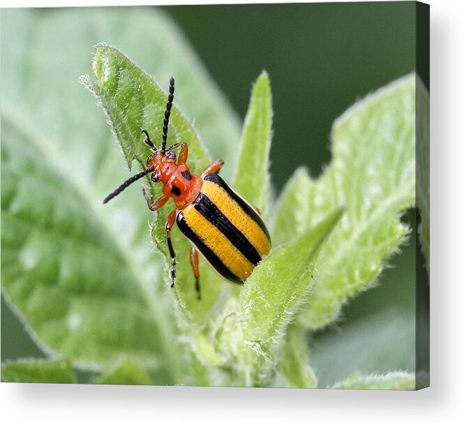 Lema Daturaphila Acrylic Print featuring the photograph Leaf Beetle by Doris Potter