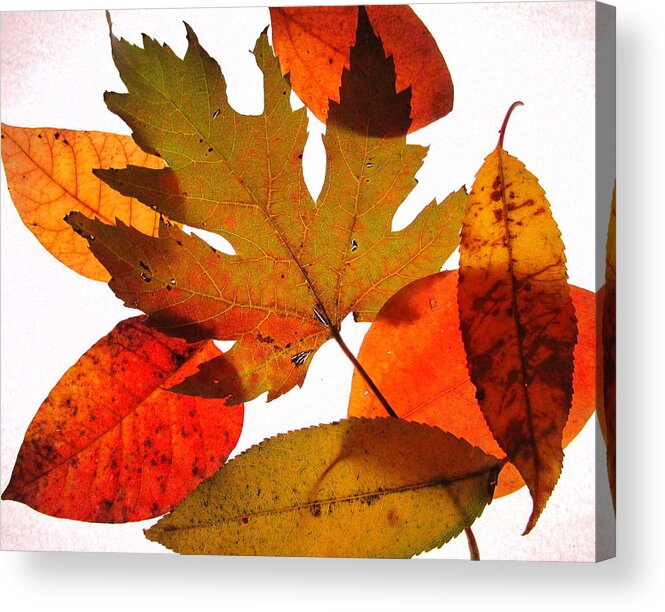 Leaf Acrylic Print featuring the photograph Leaves by Catherine Howley