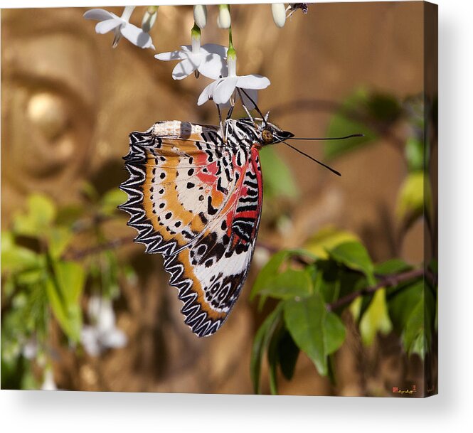 Scenic Acrylic Print featuring the photograph Leopard Lacewing Butterfly DTHU619 by Gerry Gantt