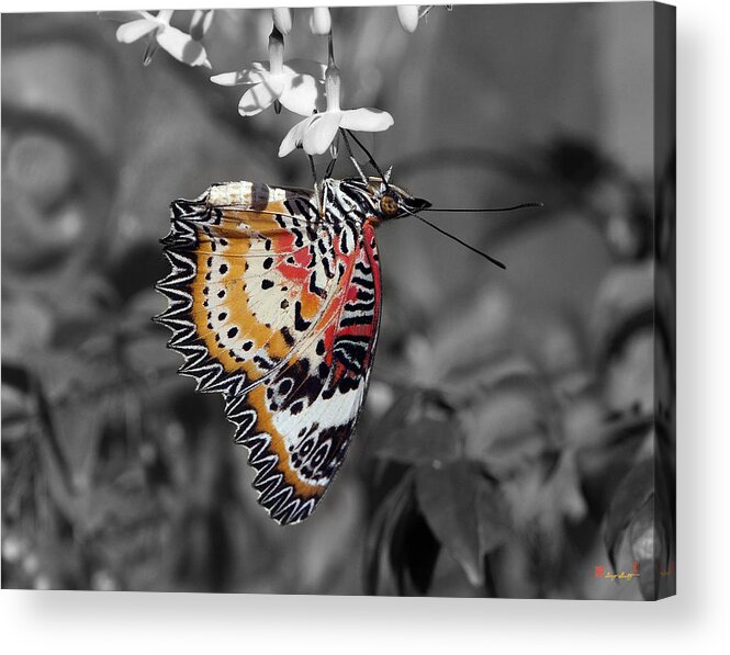 Scenic Acrylic Print featuring the photograph Leopard Lacewing Butterfly DTHU619BW by Gerry Gantt