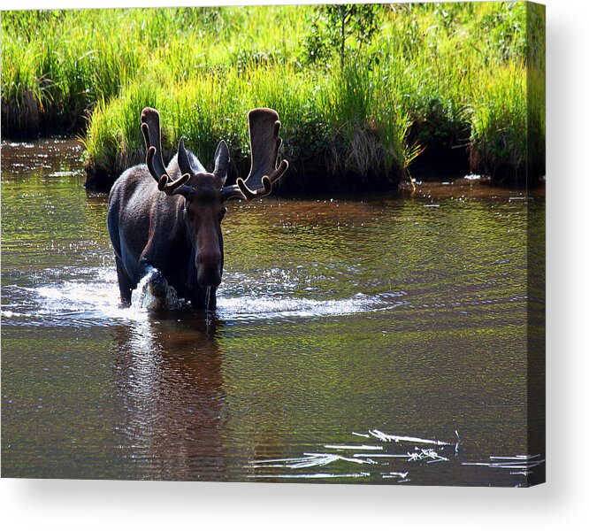 Moose Photograph Acrylic Print featuring the photograph Like a Bull in a China Clloset by Jim Garrison