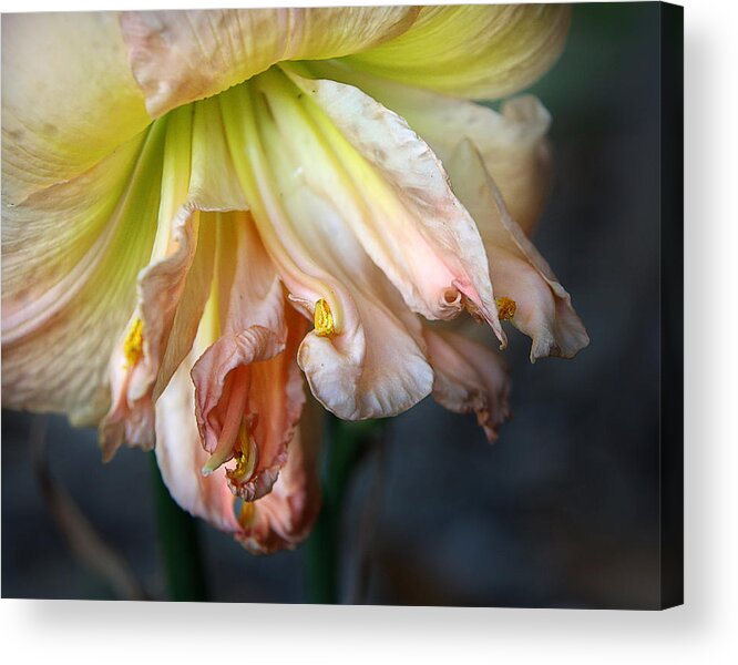 Flower Acrylic Print featuring the photograph Lily by M Kathleen Warren