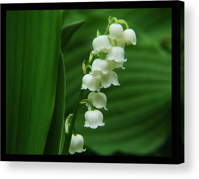  Acrylic Print featuring the photograph LilyValley by Gregory Blank