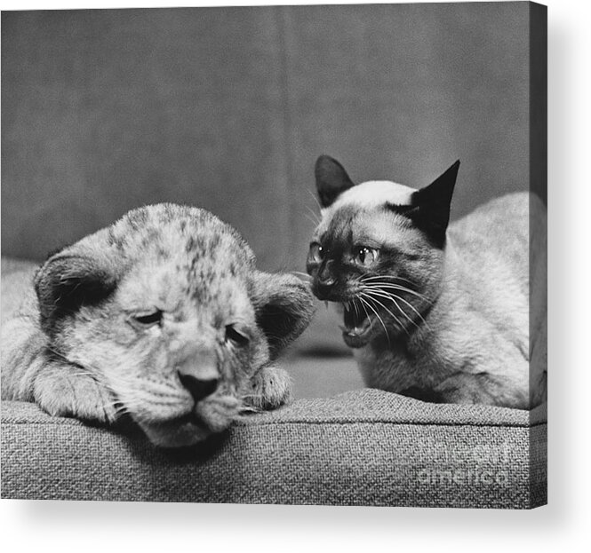 Animal Acrylic Print featuring the photograph Lion Cub and Siamese Cat by Ylla