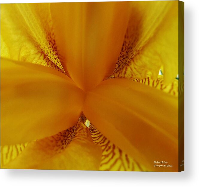 Photograph Acrylic Print featuring the photograph Lion Heart Iris by Barbara St Jean