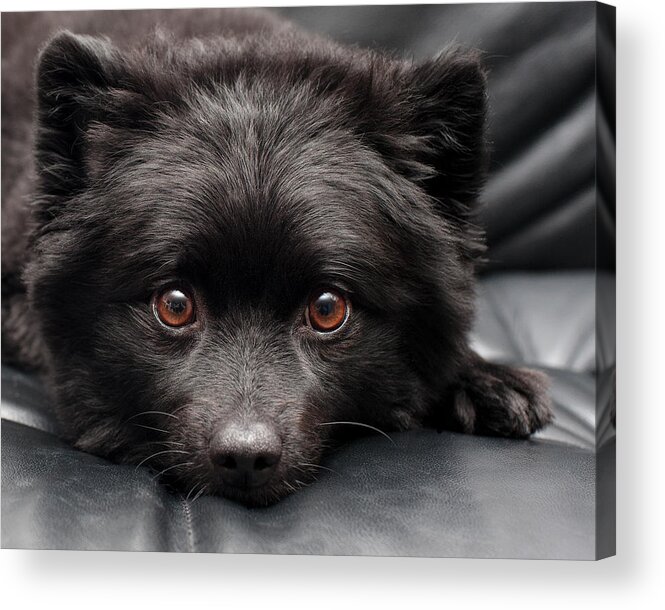 Pets Acrylic Print featuring the photograph Little Doggie by Jody Trappe Photography