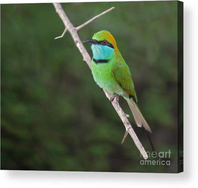Little Green Bee-eater Acrylic Print featuring the photograph Little Green Bee-eater Merops orientalis by Liz Leyden