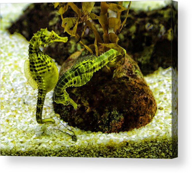 Foreign Acrylic Print featuring the photograph Little Green Seahorses by Linda Phelps