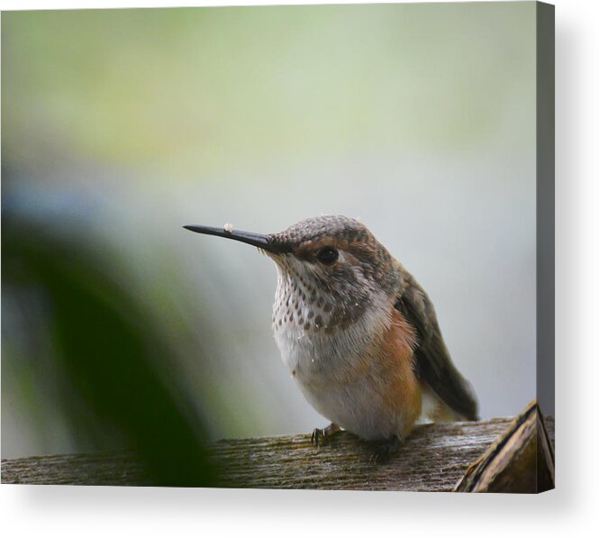 Birds Close-up Acrylic Print featuring the photograph Little Hummer at My Window by Ronda Broatch
