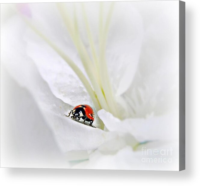 Ladybird Acrylic Print featuring the mixed media Little Ladybug by Morag Bates