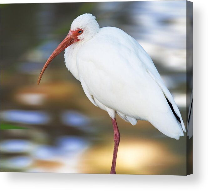 American White Ibis Acrylic Print featuring the photograph Little White Ibis by Bill and Linda Tiepelman