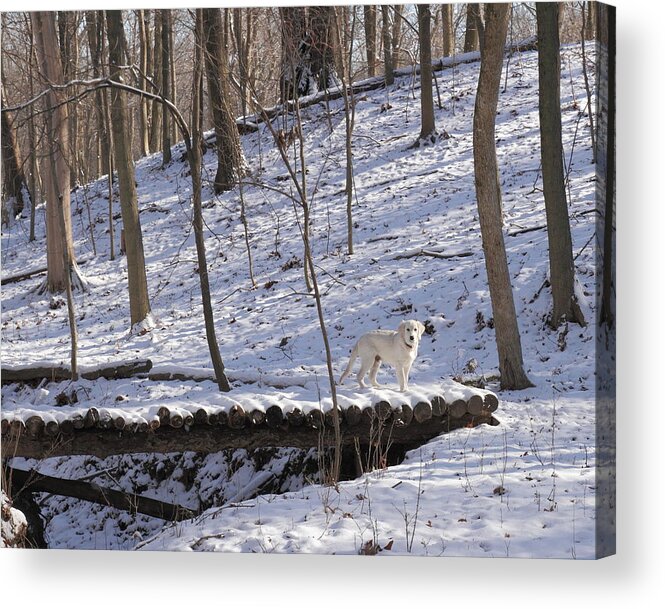 English Cream Golden Retriever Acrylic Print featuring the photograph Log Bridge Crossing by Coby Cooper