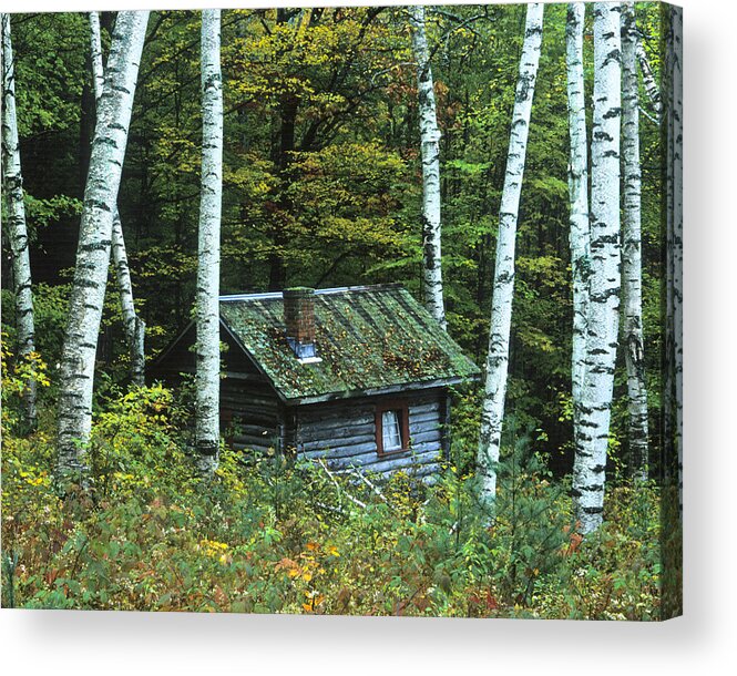 Landscape Acrylic Print featuring the photograph Log Cabin in the Birch Forest Vermont by Joe Palermo