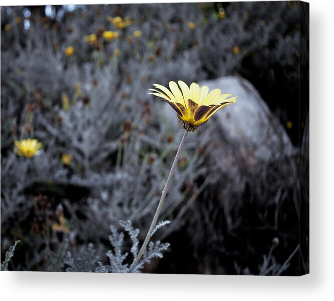 Flora Acrylic Print featuring the photograph Lonely flower by Sergey Simanovsky