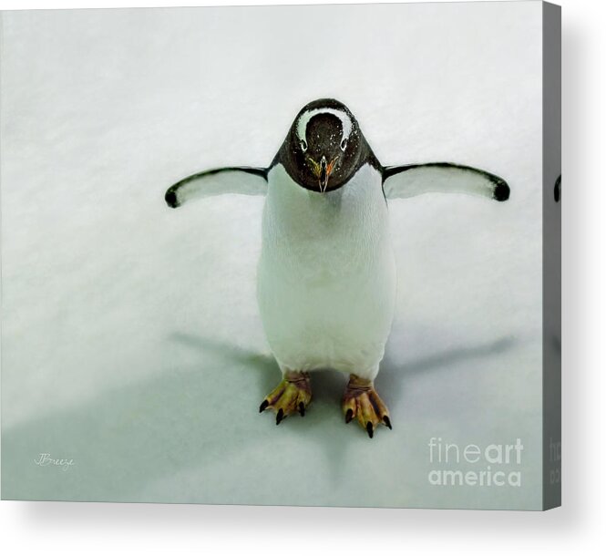 Gentoo Acrylic Print featuring the photograph Look Into My Eyes.NZ by Jennie Breeze