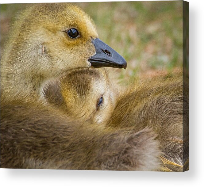 Goslings Acrylic Print featuring the photograph Looking out for Sis by Janis Knight