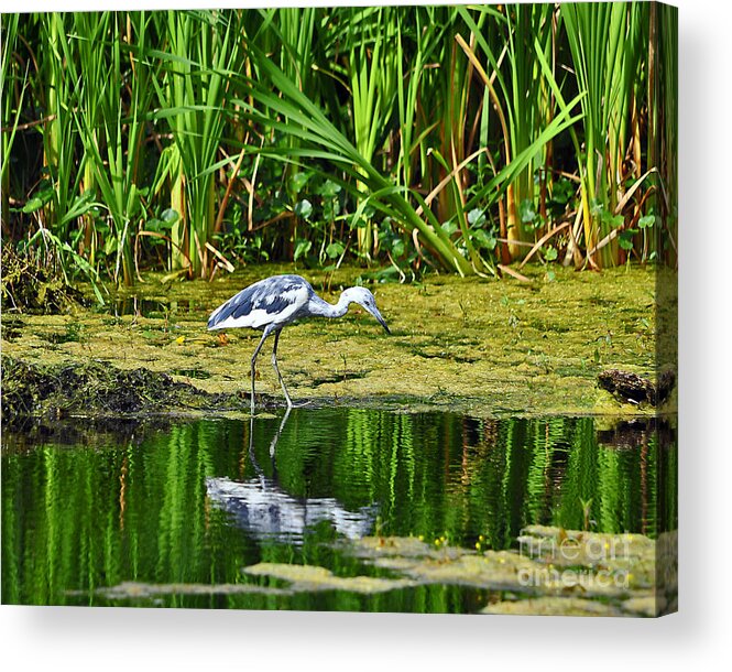 Heron Acrylic Print featuring the photograph Lovely Little Blue by Al Powell Photography USA