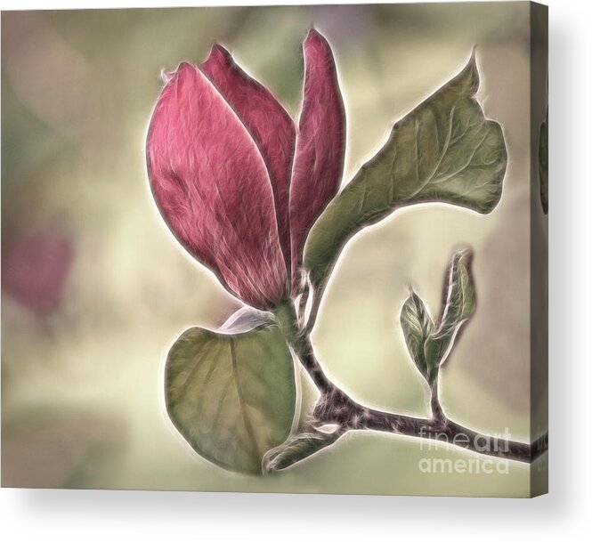 Magnolia Acrylic Print featuring the photograph Magnolia Glow by Susan Candelario