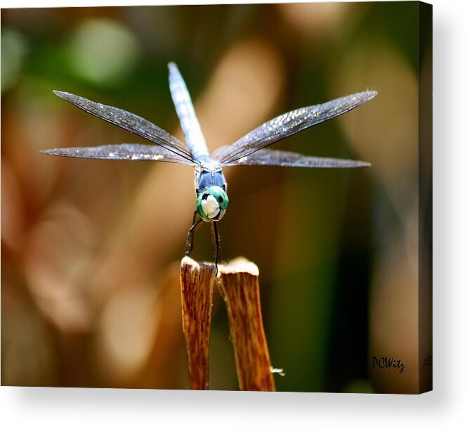 Dragonfly Acrylic Print featuring the photograph Made Ya Smile by Patrick Witz