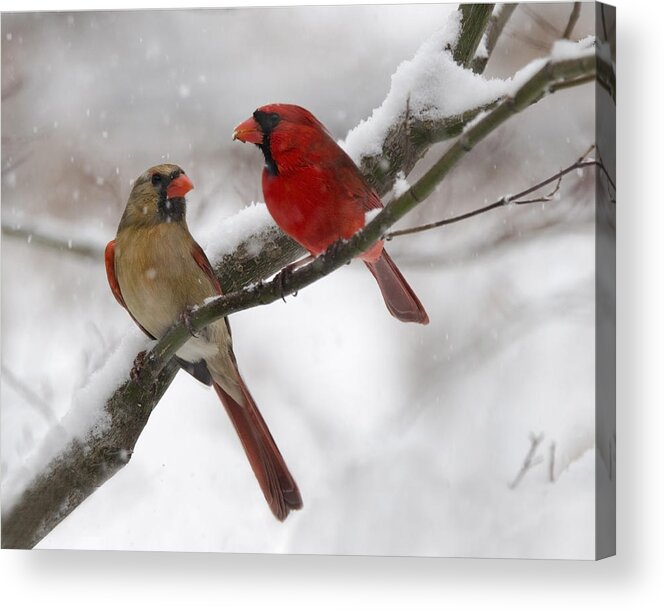 Birds Acrylic Print featuring the photograph Male and Female Cardinal by Ann Bridges