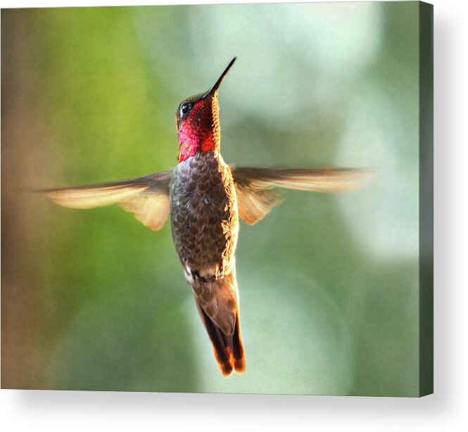 Animal Themes Acrylic Print featuring the photograph Male Annas Hummingbird by Barbara Rich