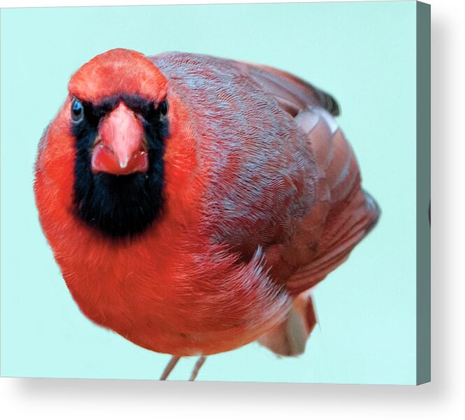 Bird Acrylic Print featuring the photograph Male Cardinal Portrait by William Bitman