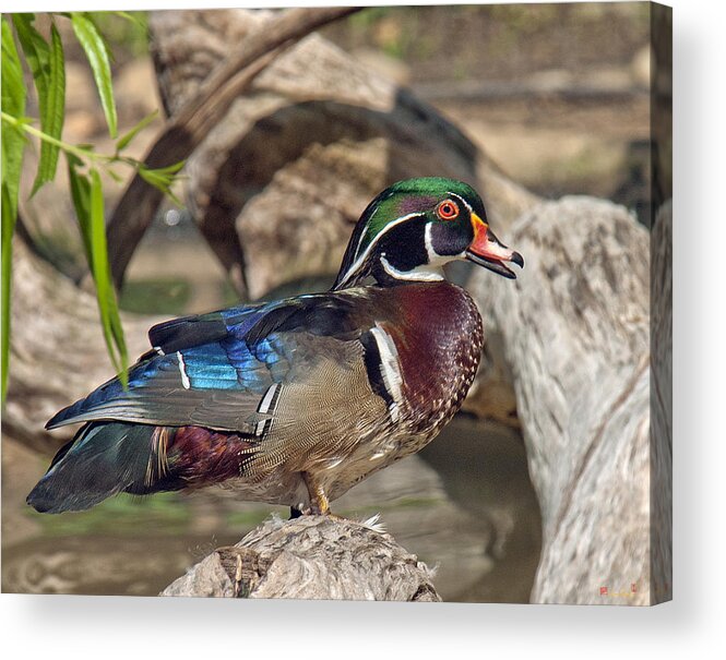 Marsh Acrylic Print featuring the photograph Male Wood Duck DWF029 by Gerry Gantt
