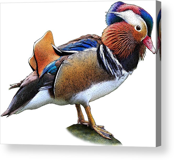 Nature Acrylic Print featuring the photograph Mandarin Duck by Roger Hall