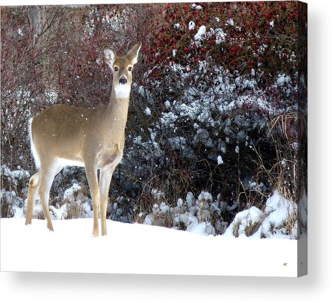 March Snow And A Doe Acrylic Print featuring the photograph March Snow And A Doe by Will Borden