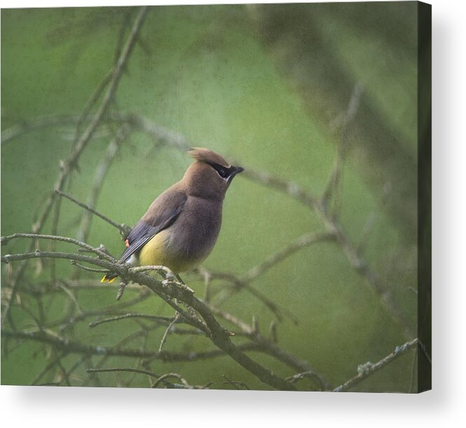 Cedar Waxwing Acrylic Print featuring the photograph Masked Beauty by Sue Capuano