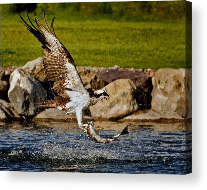 Osprey Acrylic Print featuring the photograph Master Fisherman by Jack Bell