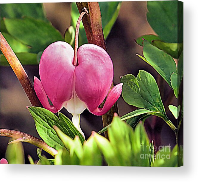 Bleeding Heart Acrylic Print featuring the photograph Mays Bleeding Heart by Janice Drew