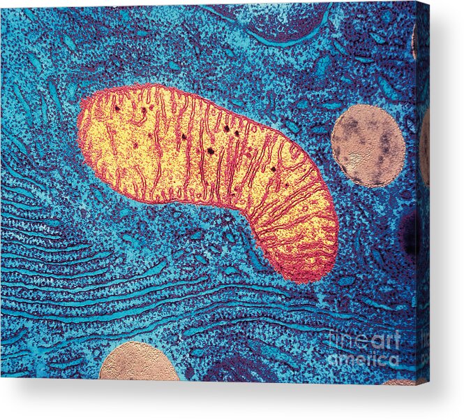 Histology Acrylic Print featuring the photograph Mitochondrion by Bill Longcore