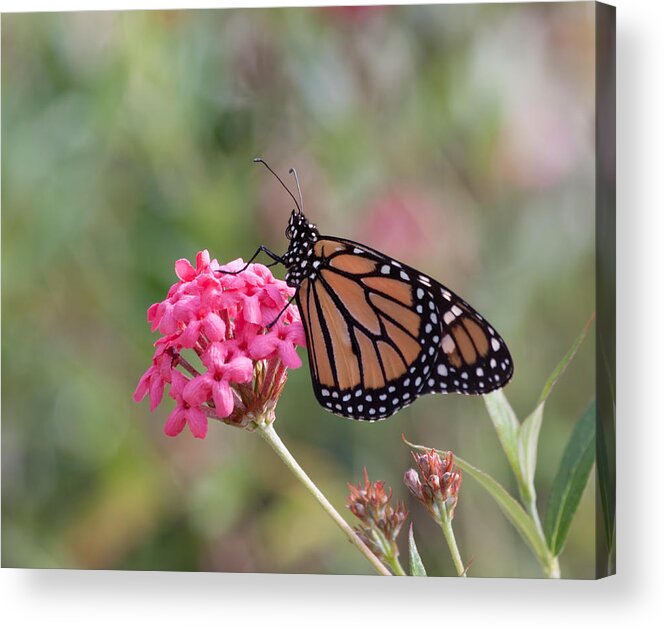 Nature Acrylic Print featuring the photograph Monarch Butterfly by Kim Hojnacki