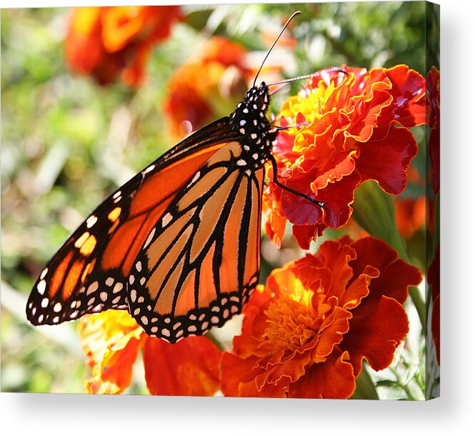 Nature Acrylic Print featuring the photograph Monarch on Marigold by William Selander