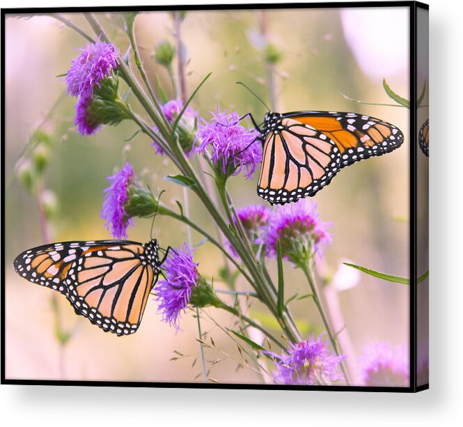 Monarch Acrylic Print featuring the photograph Monarch Pair by Hermes Fine Art