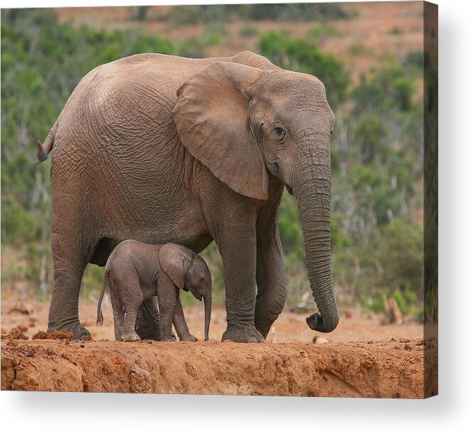 Elephant Acrylic Print featuring the photograph Mother and Calf by Bruce J Robinson
