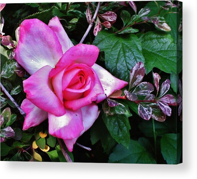 Flower Acrylic Print featuring the photograph My Perfect TEA ROSE by VLee Watson
