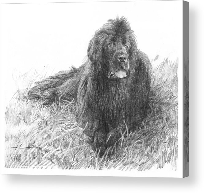<a Href=http://miketheuer.com Target =_blank>www.miketheuer.com</a> Newfoundland Dog Pencil Portrait Acrylic Print featuring the drawing Newfoundland Dog Pencil Portrait by Mike Theuer