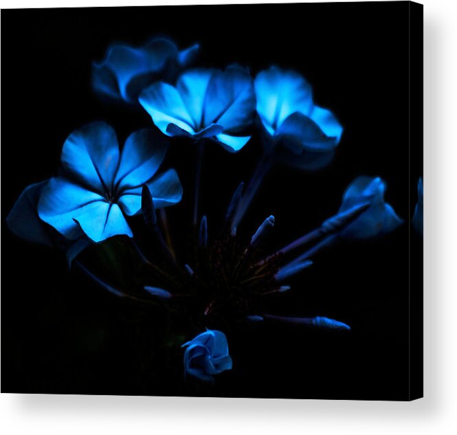 Blue Acrylic Print featuring the photograph Nocturnal Blue by Camille Lopez