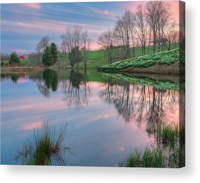 Grazing Cows Acrylic Print featuring the photograph Northfield Daffodils Sunset by Bill Wakeley
