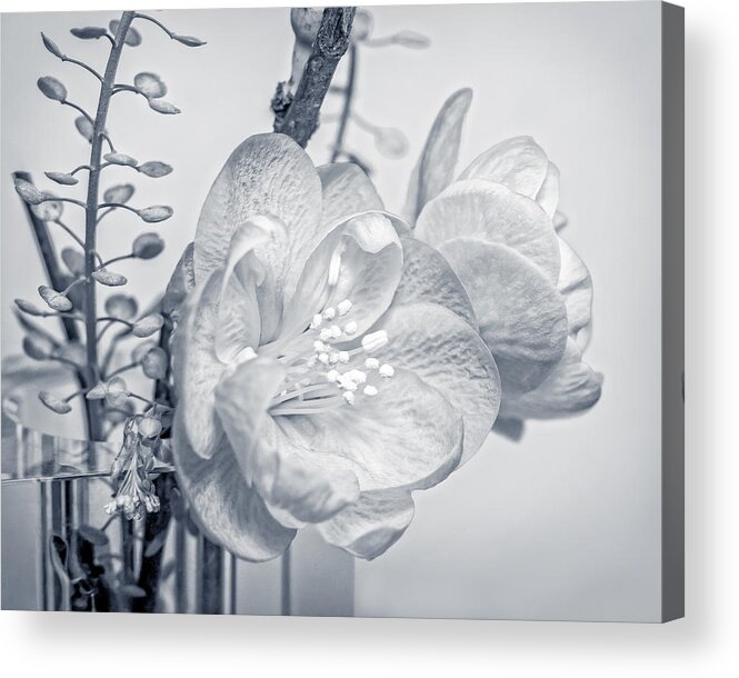 Macro Acrylic Print featuring the photograph Not Quite Black and White by Len Romanick