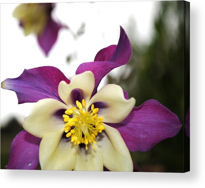 Columbine Acrylic Print featuring the photograph Ode to Colorado by Jessica Tookey