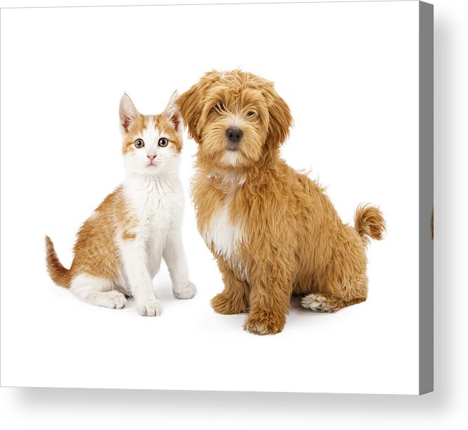 White Puppy and Kitten Acrylic Print 