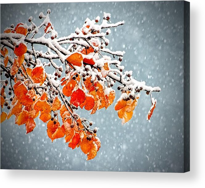 Orange Acrylic Print featuring the photograph Orange Autumn Leaves In Snow by Tracie Schiebel