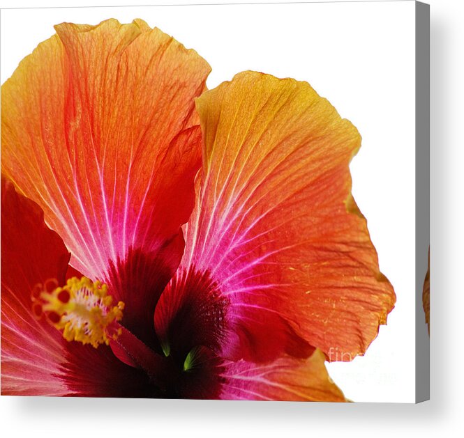 Orange Flower Acrylic Print featuring the photograph Orange Hibiscus Flower by Sally Simon