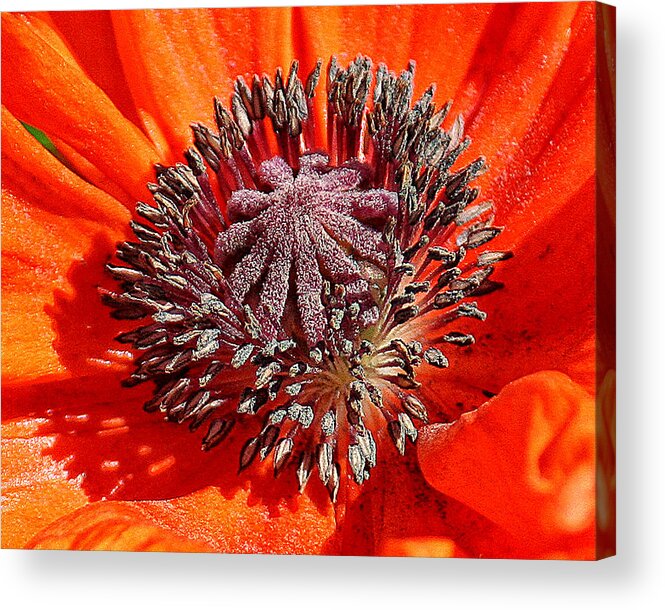 Nature Acrylic Print featuring the photograph Orange Poppy by William Selander