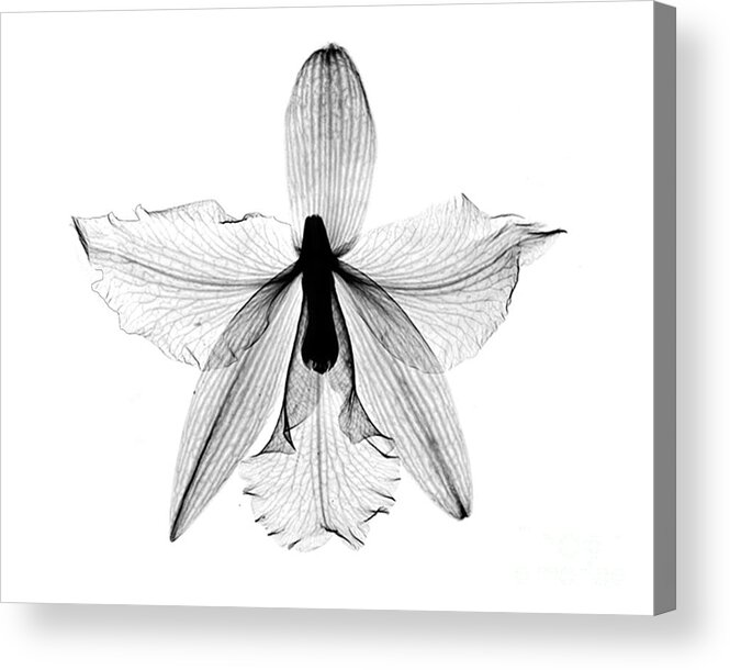 Nature Acrylic Print featuring the photograph Orchid Flower X-ray by Bert Myers