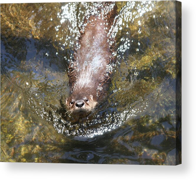 Otter Acrylic Print featuring the photograph Otter in Florida by Jean Clark